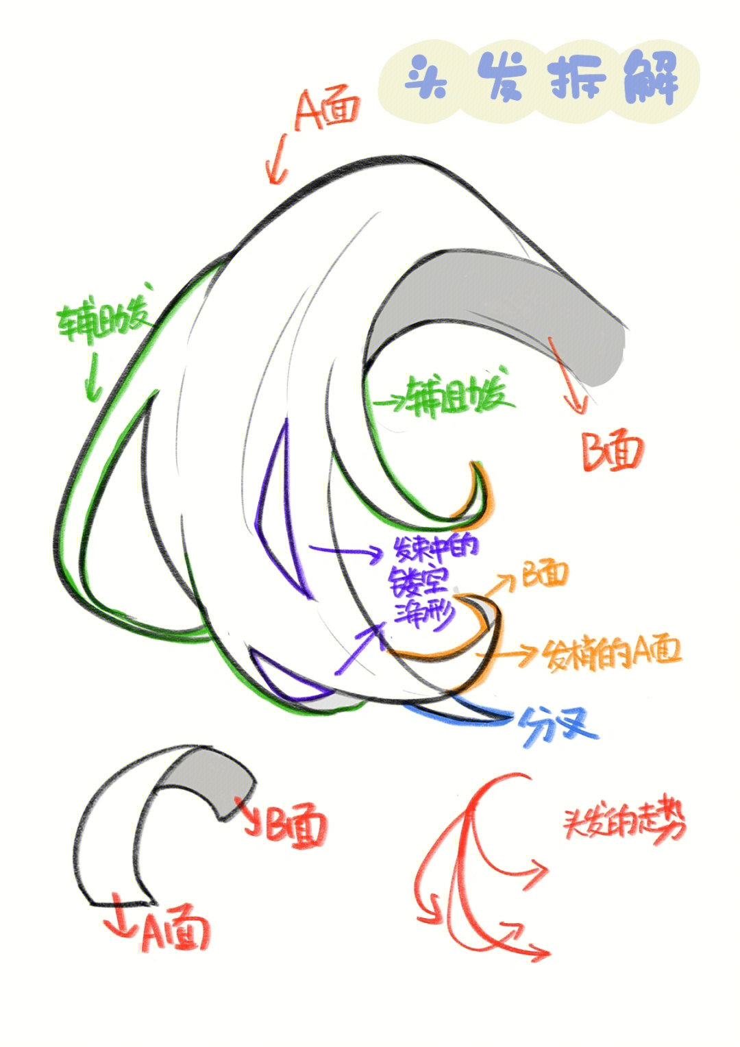 一根头发的结构图图片