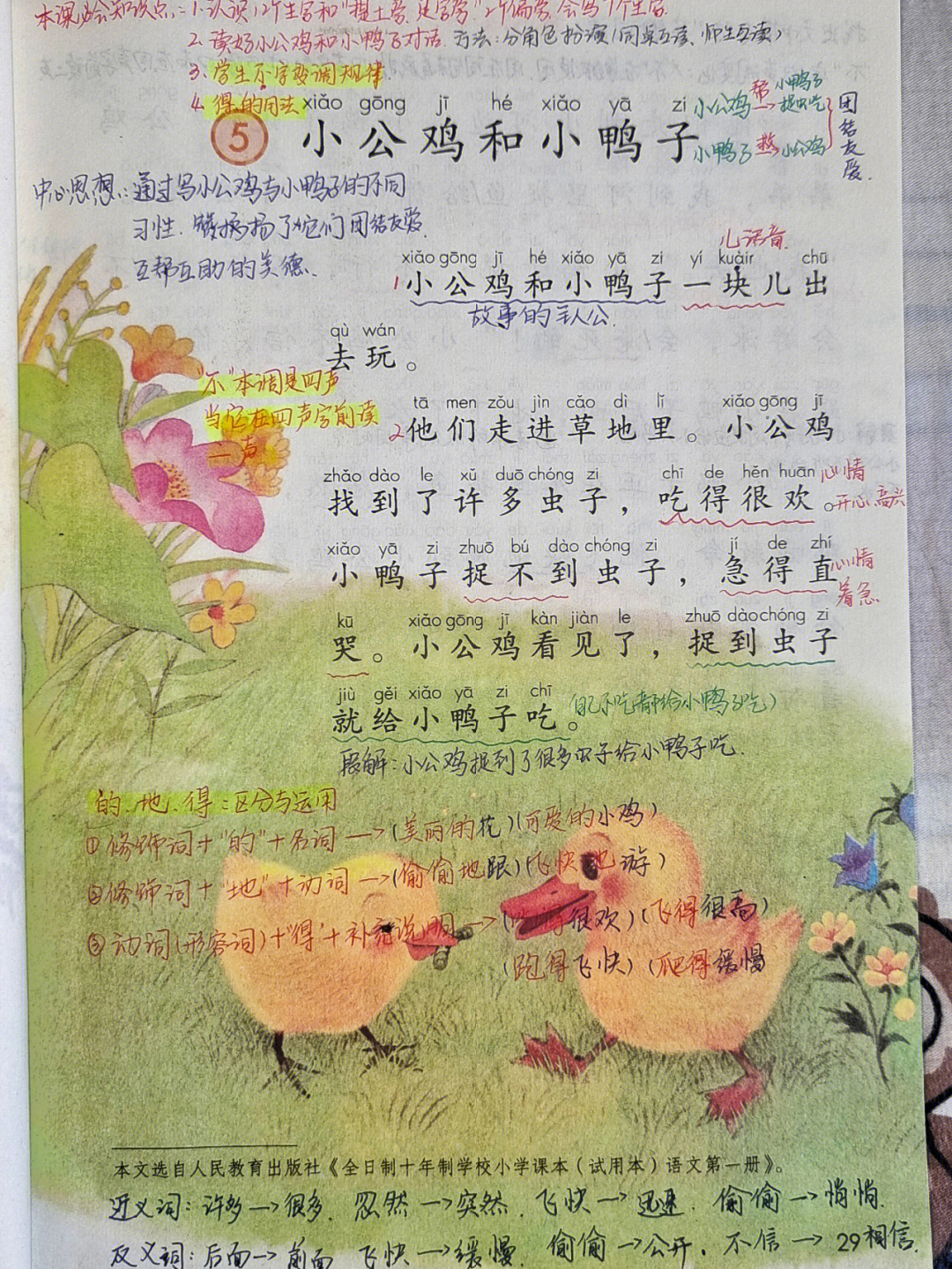 小公鸡和小鸭子 课文图片