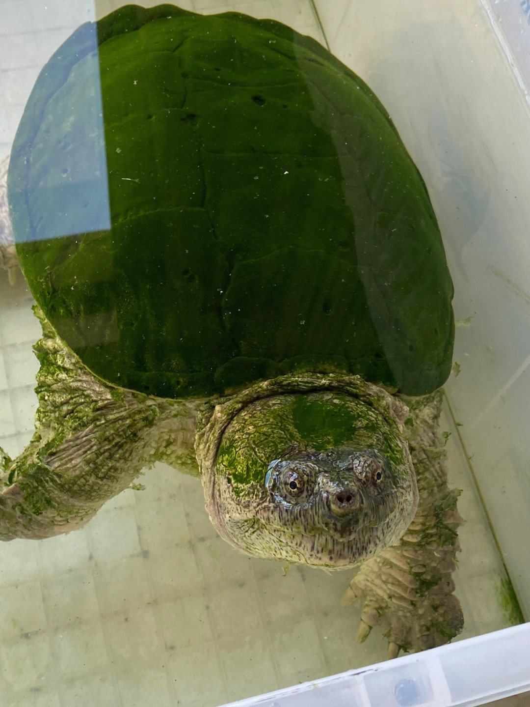 北美鳄龟怎么分公母图片