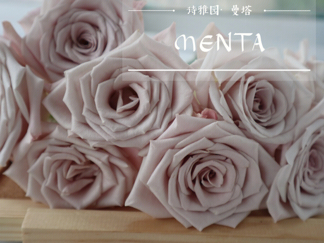 menta玫瑰花语图片