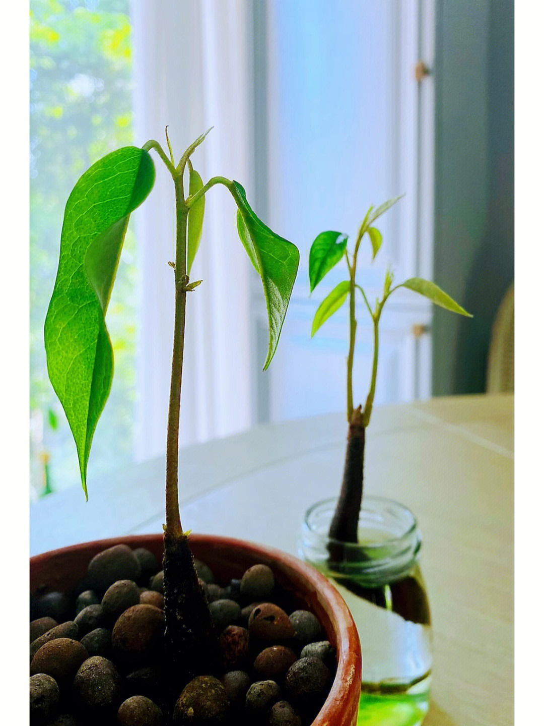 种植是我和孩子的共同爱好陪伴这些种子成长如同陪伴孩子榴莲,有人爱