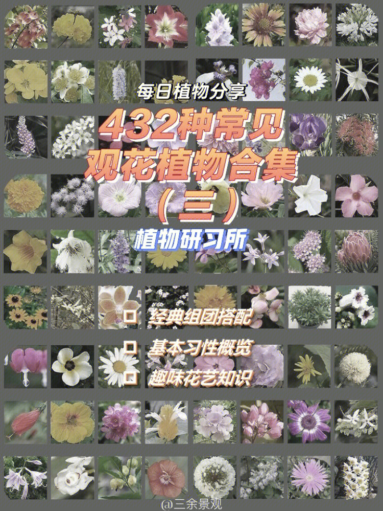 观花植物识别大挑战03