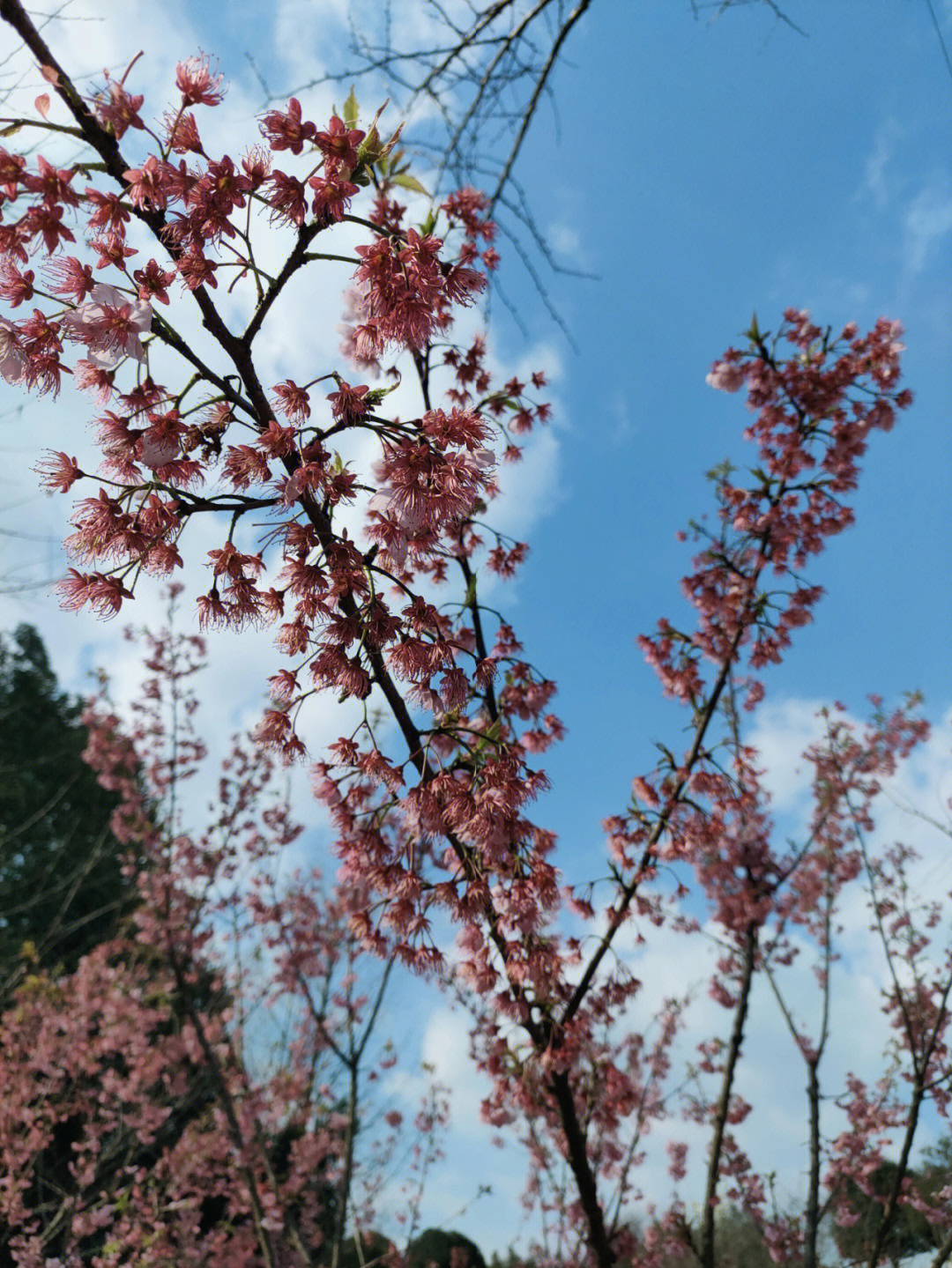 重庆园博园樱花大道