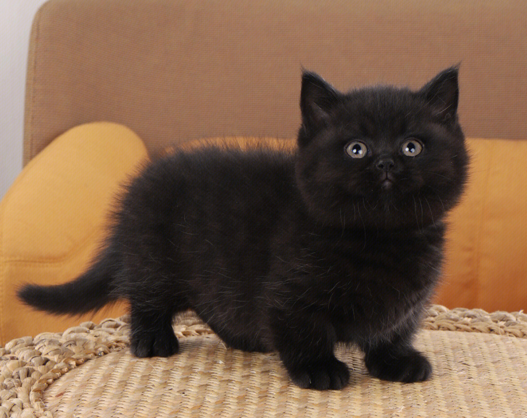 纯黑色的猫是什么品种图片