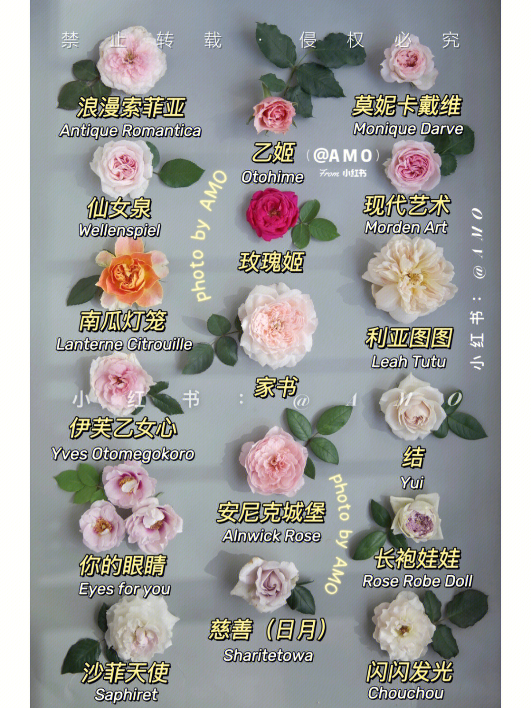 广州风玫瑰图解读图片