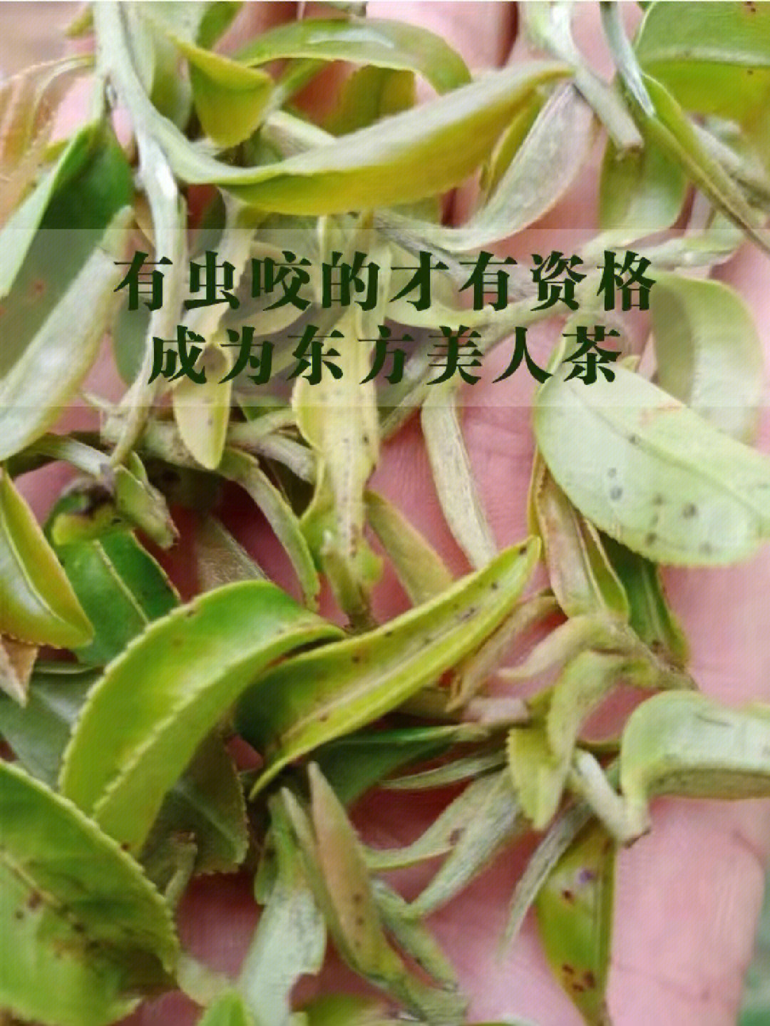 东方美人茶的香气,事实上也是一种茶树的防御反应,它被小绿叶蝉咬伤了
