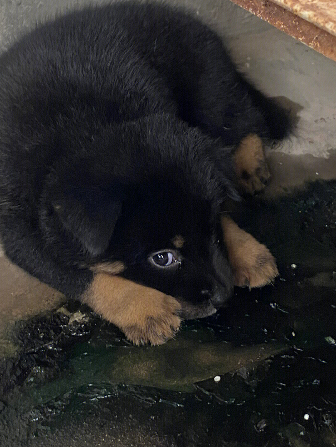 黑色田园犬小时候图片图片