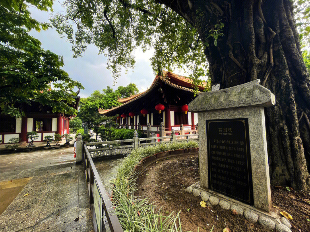 广州光孝寺姻缘树图片