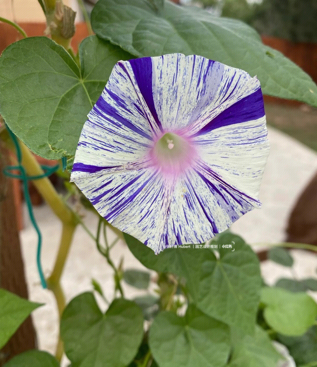 大家曾未见过的牵牛花花色来了