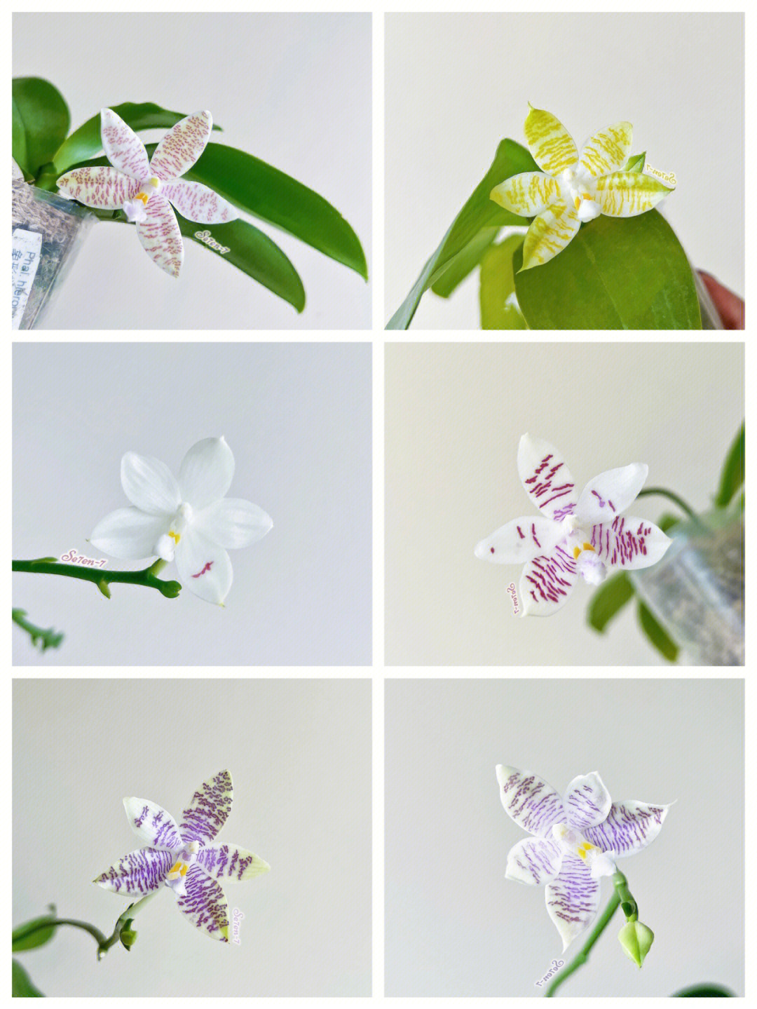 hieroglyphica x sib 象形文字蝴蝶蘭兄弟交3 2840 phal.