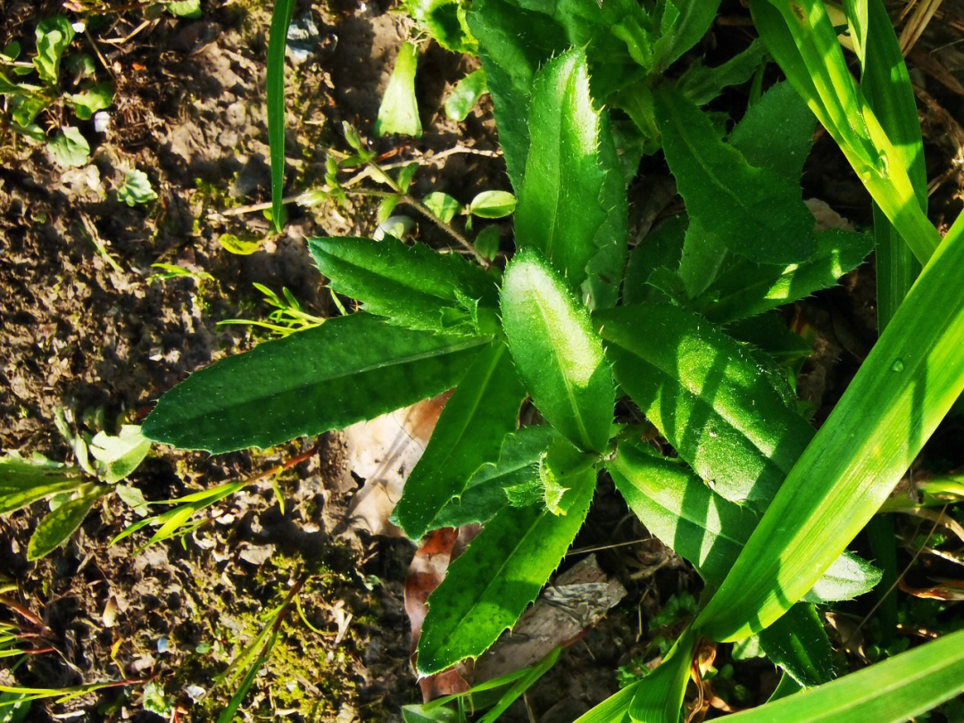 野菜