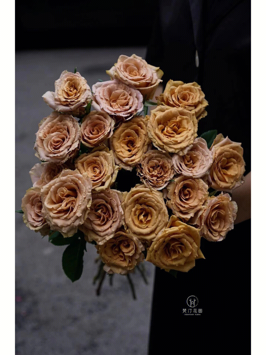 摩卡玫瑰花语图片