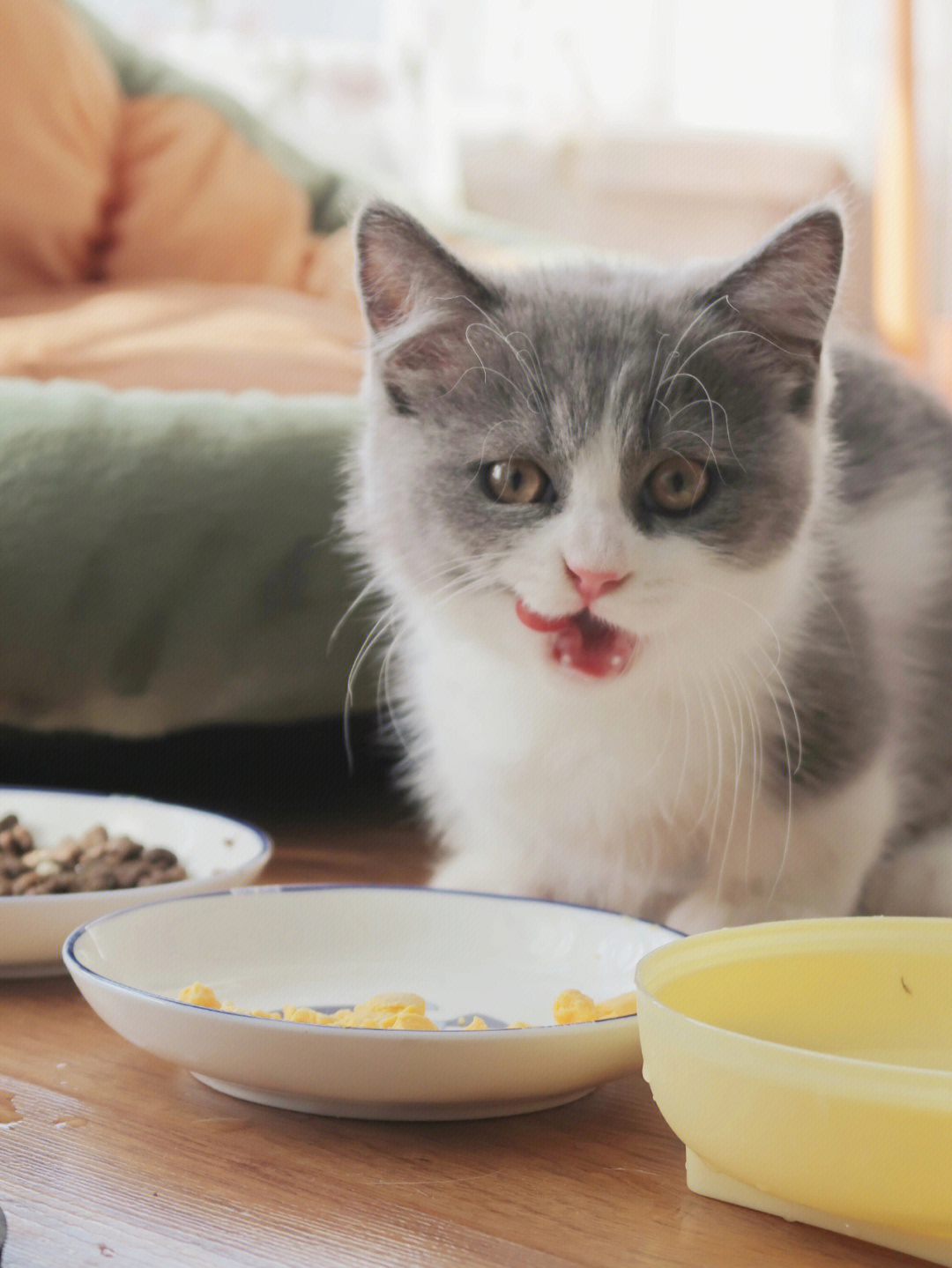 猫吃饭的样子图片图片