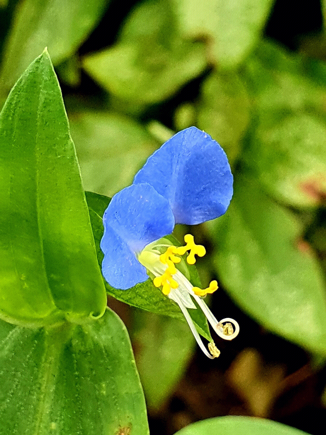 鸭跖草