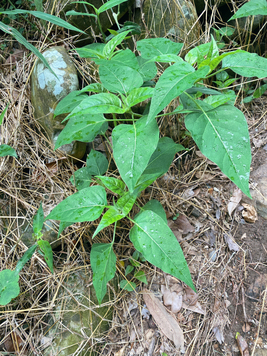 胭脂花图片药用价值图片