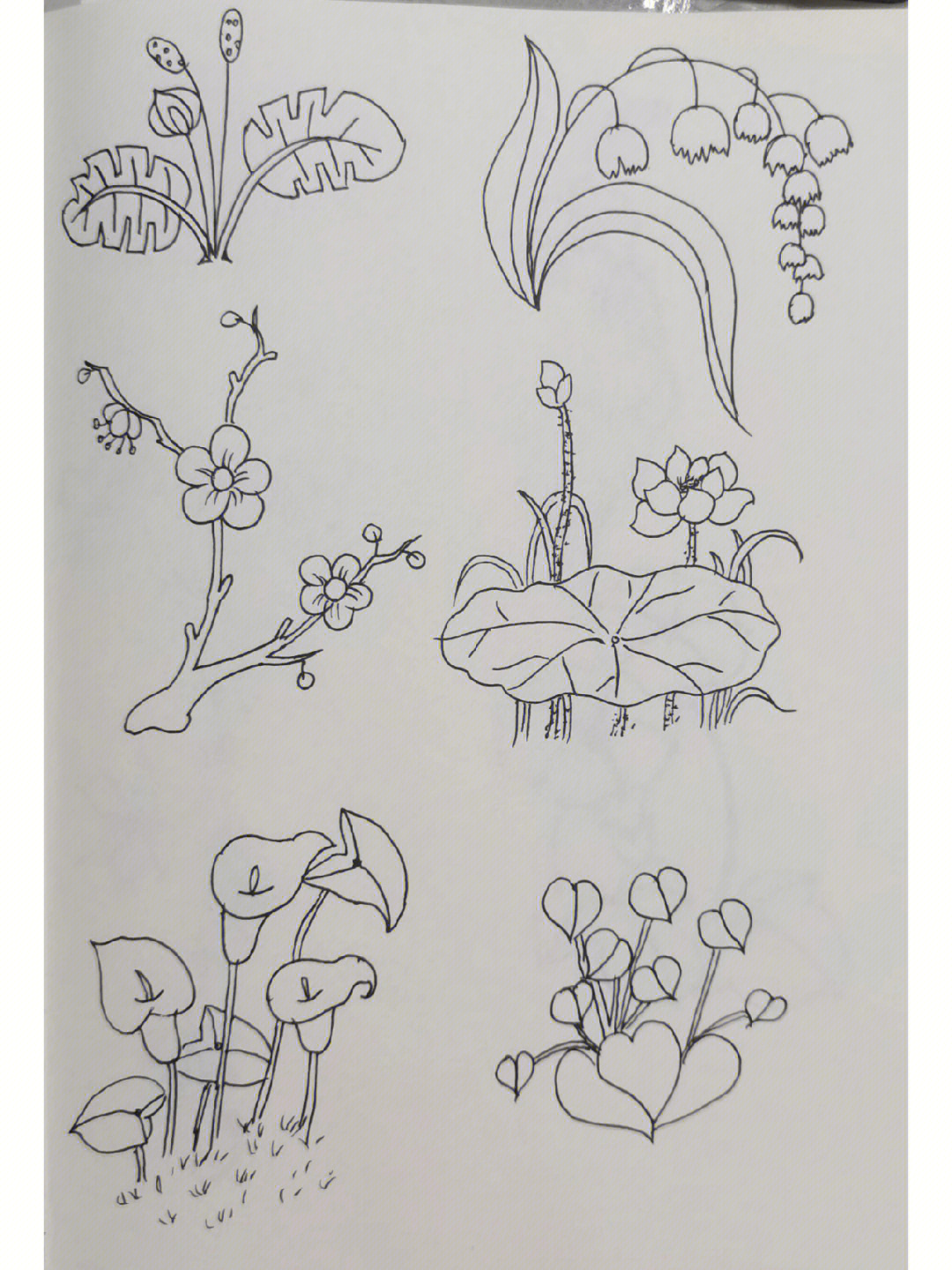 植物简笔画随手画