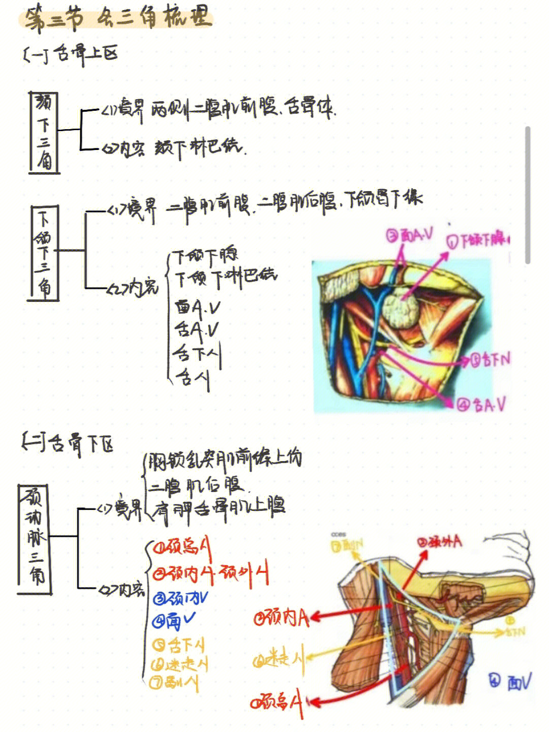 脖子部位图解正面女图片