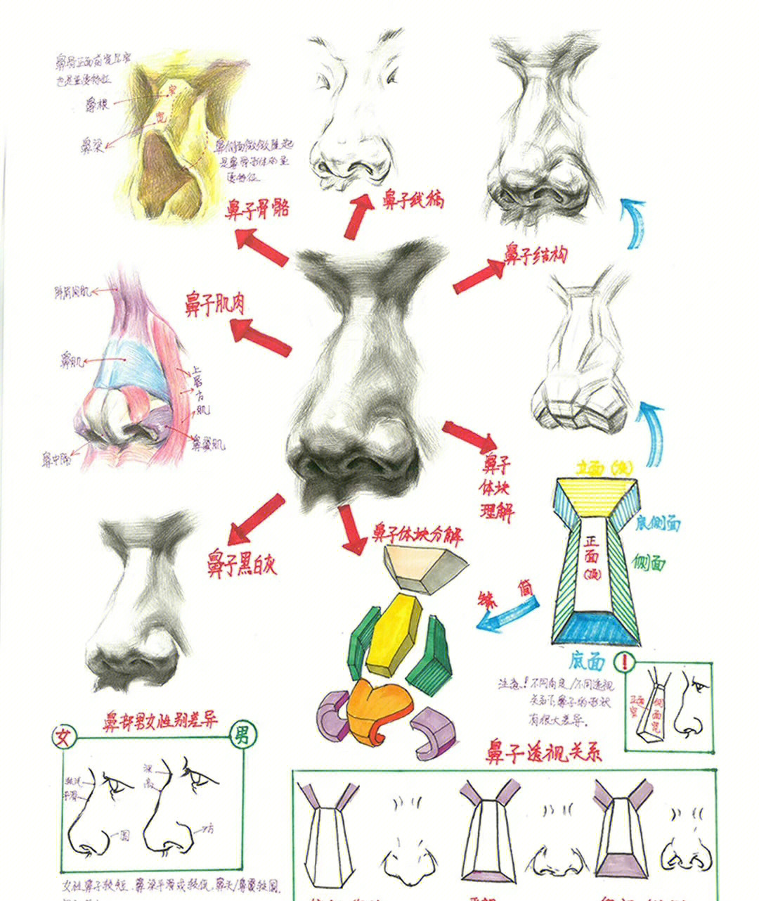 鼻子结构素描解析图片