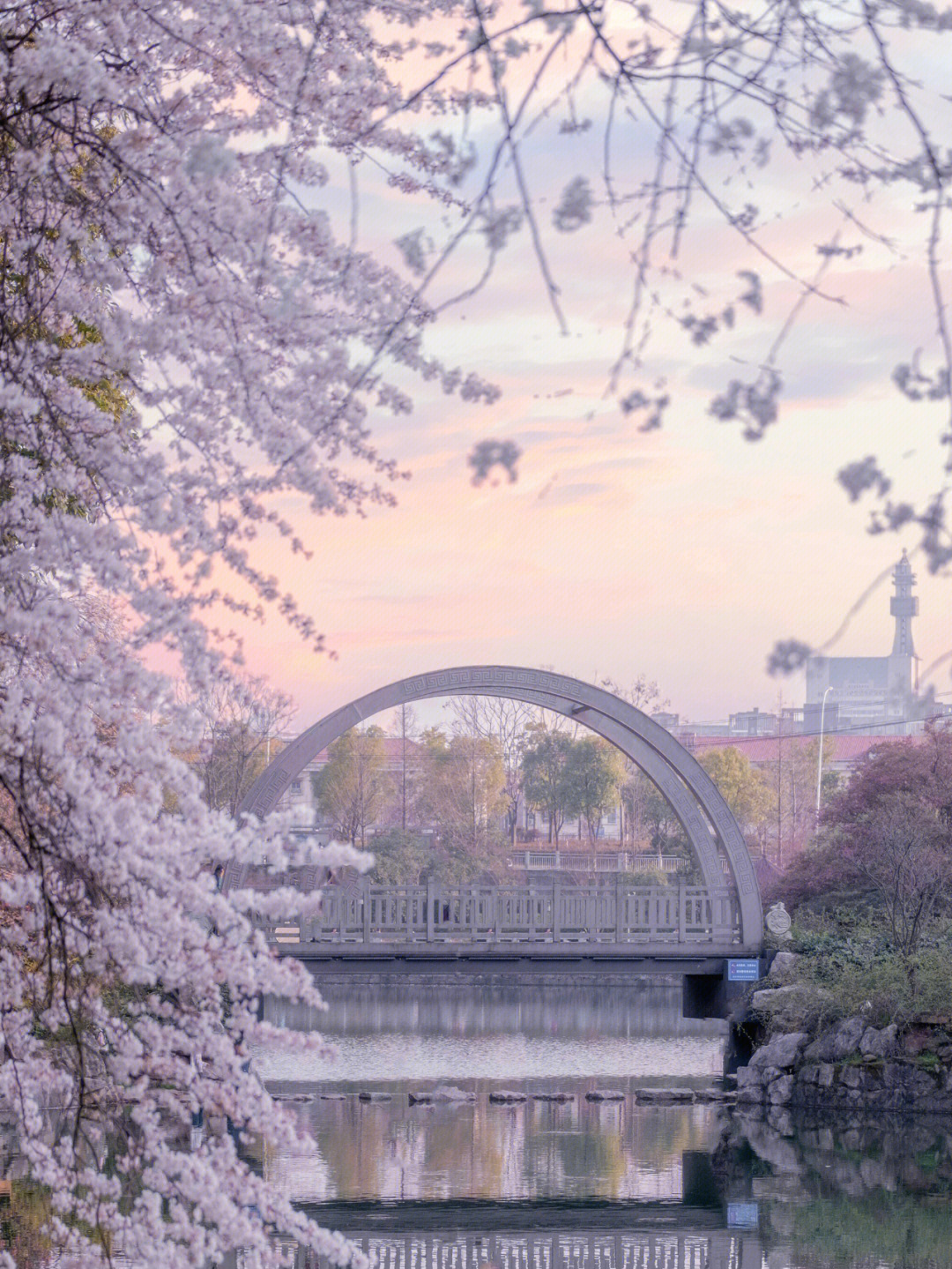 长沙月湖公园樱花图片