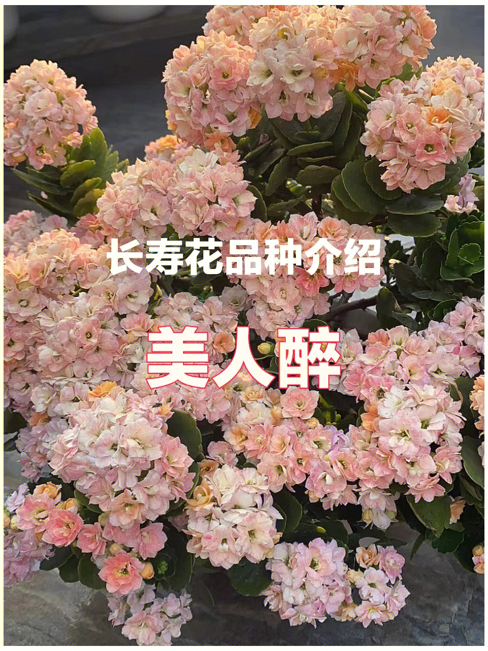 长寿花的品种介绍图片