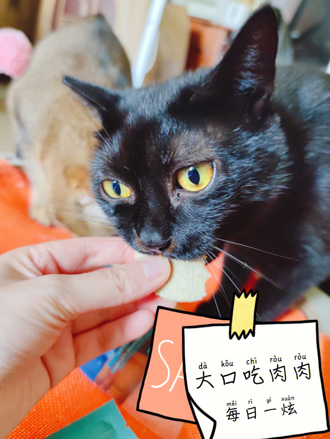 多雨潮湿的天气都怎么保存猫咪的冻干啊