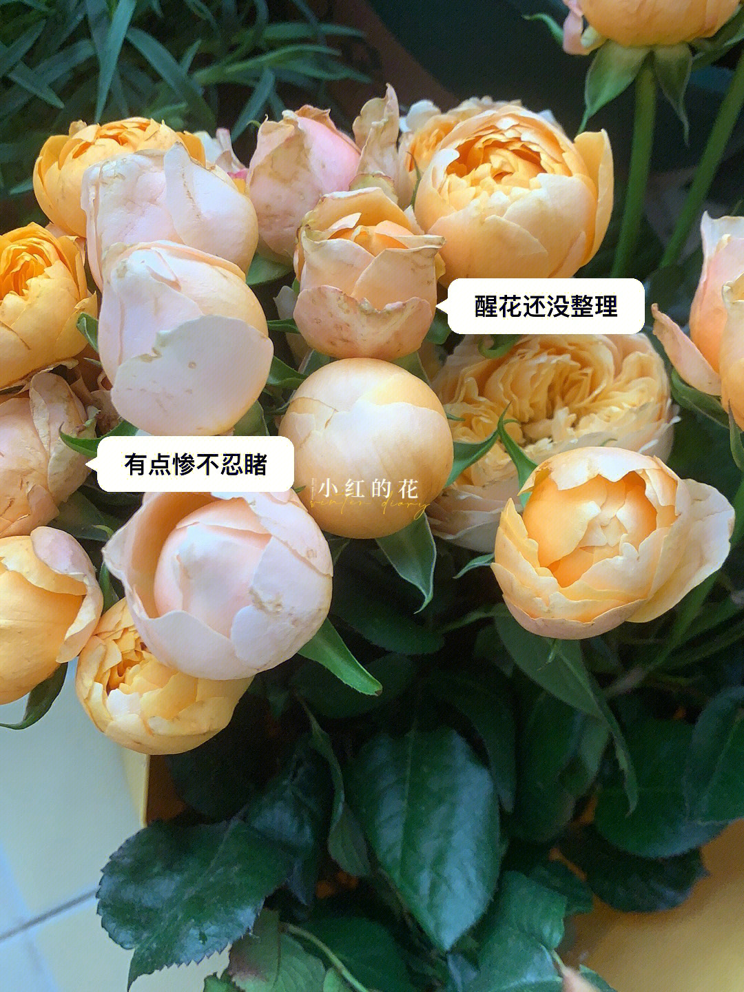 多头黄蝴蝶玫瑰花语图片