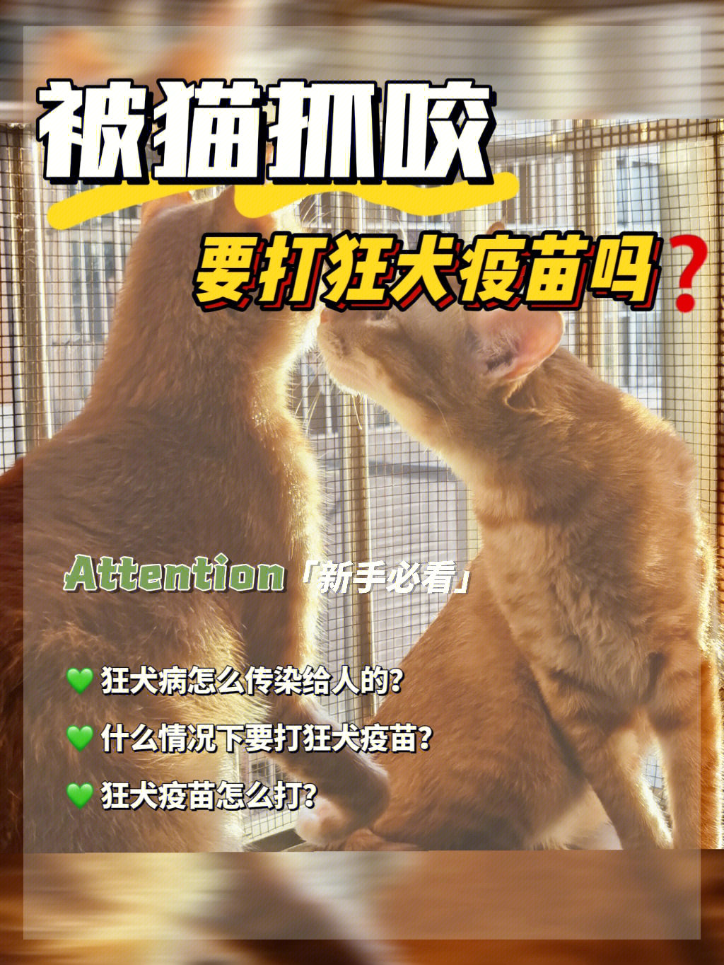 被猫抓要不要打狂犬疫苗?请不要过分恐惧!