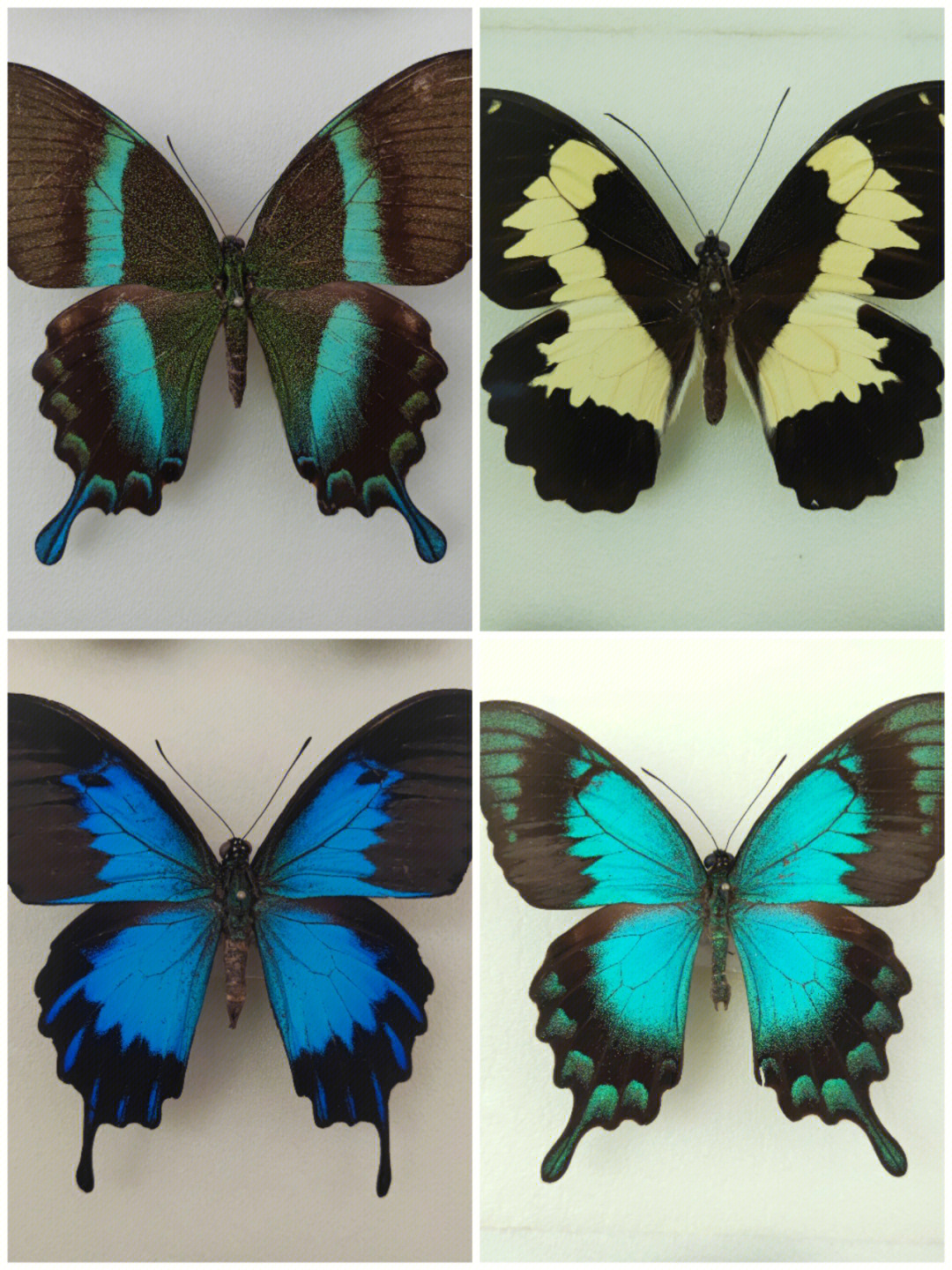 最贵的蝴蝶标本图片