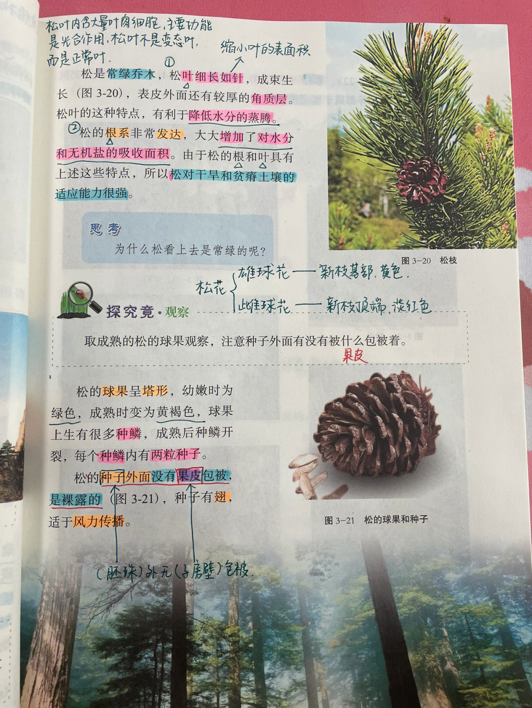 《裸子植物》本节课重点掌握裸子植物的特征以及与人类的关系