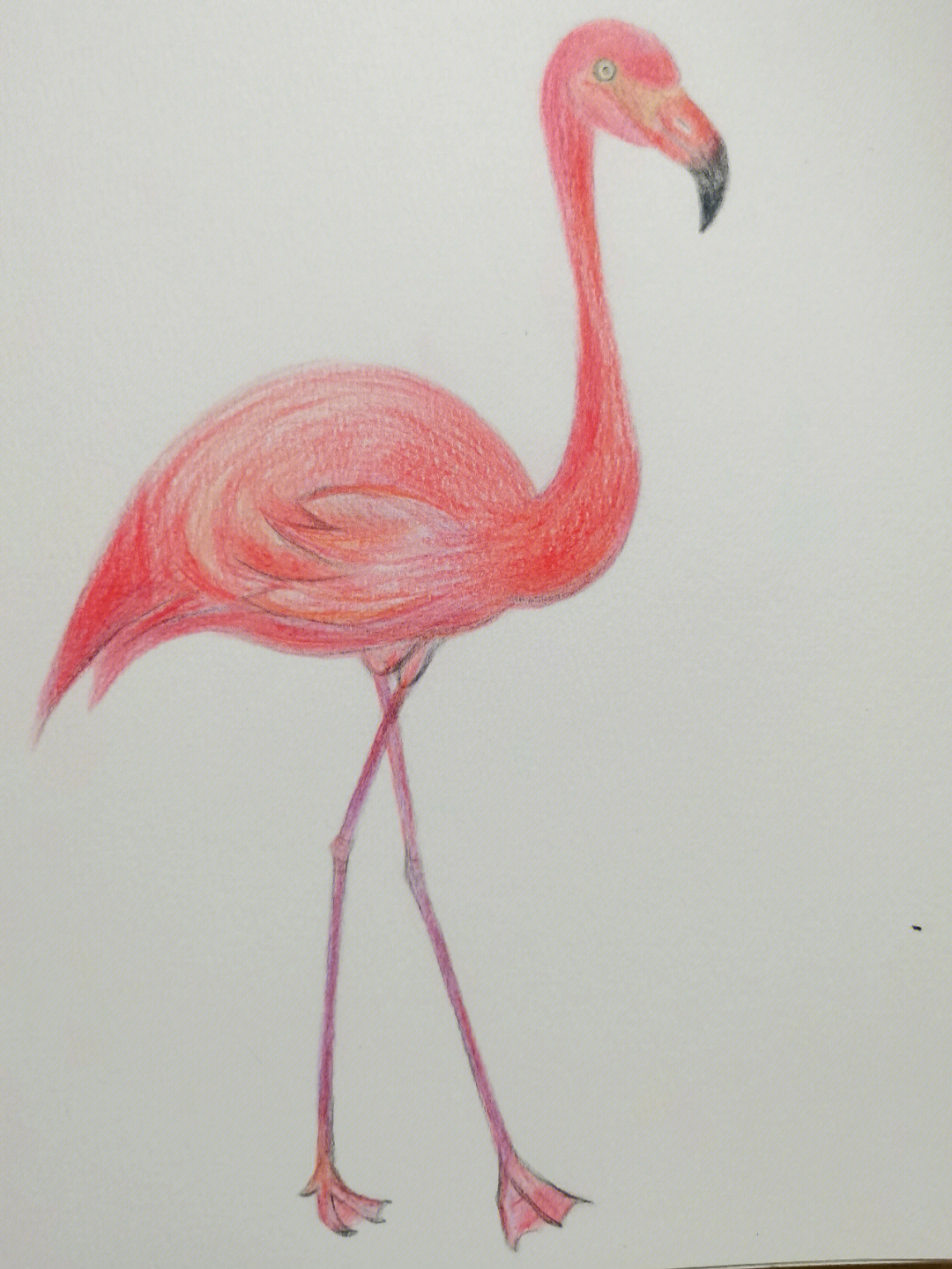 火烈鸟画法简单水彩图片