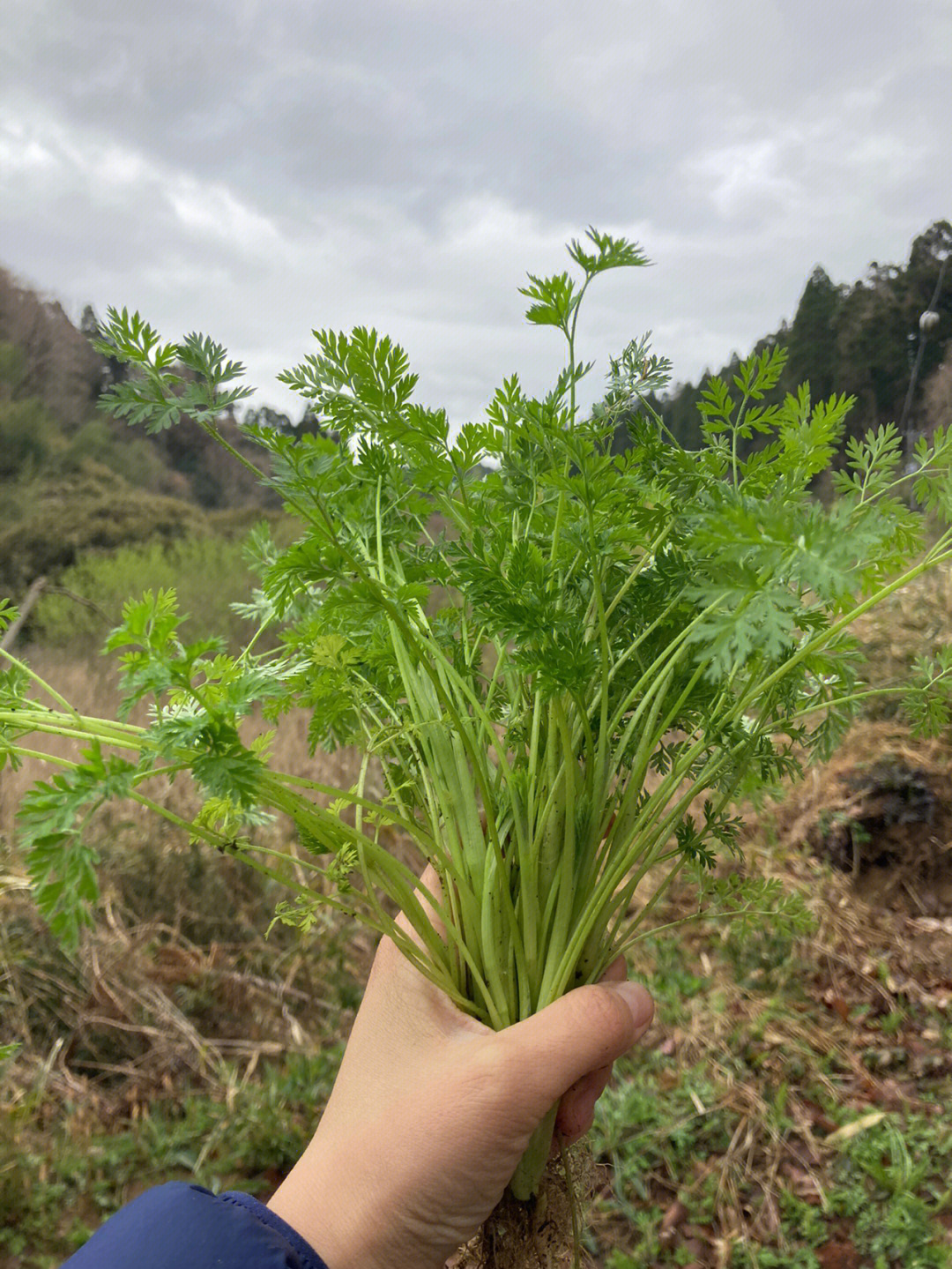 跟朋友交流了一下最近认住了这种名叫峨参的野菜