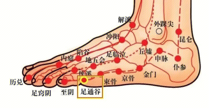 有趾跖侧动,静脉,布有趾跖侧固有神经及足背外侧皮神经