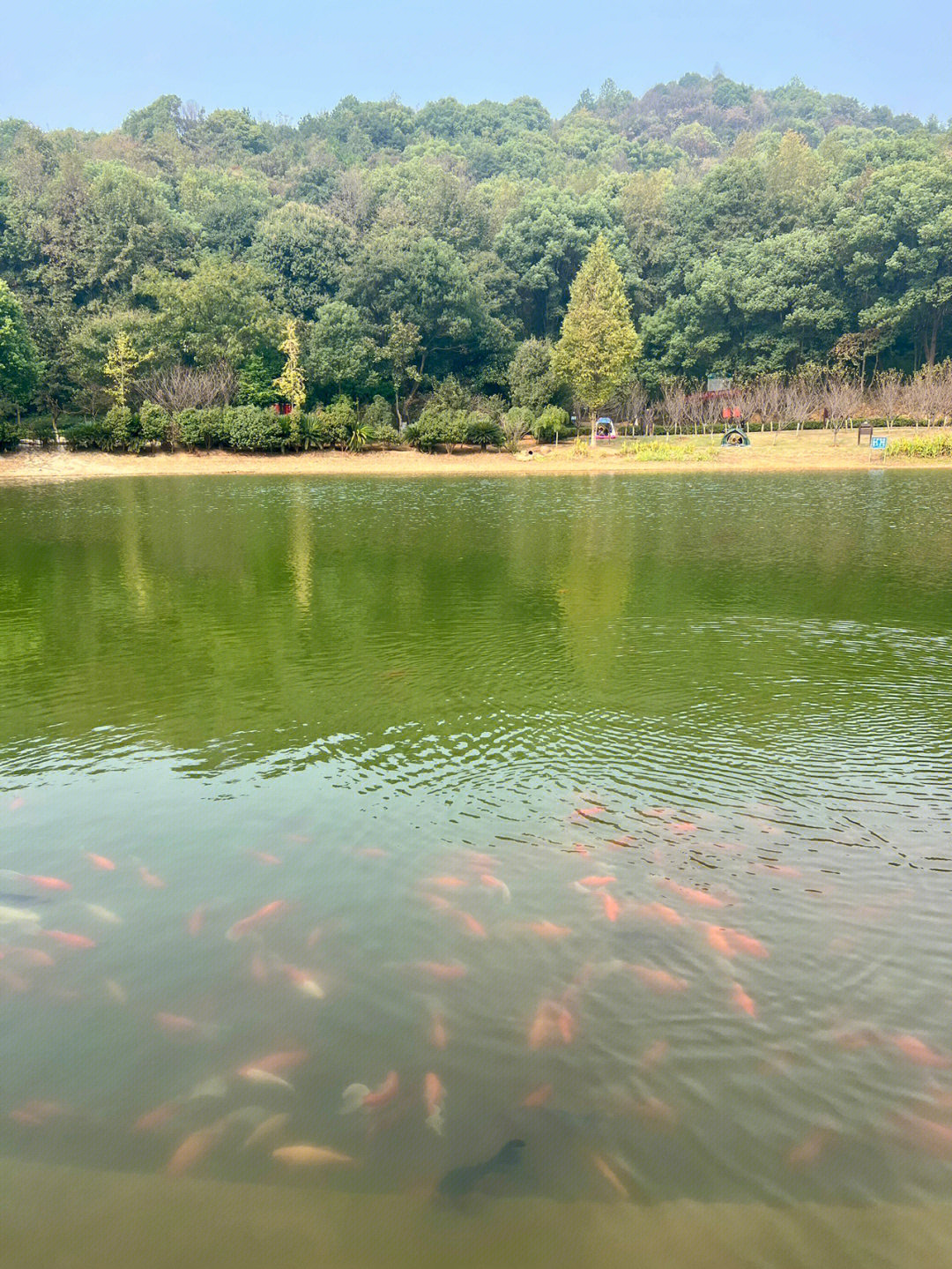 在家呆着太闷了出门去秀峰山公园 坐在湖边,凉爽的秋风带着甜甜的桂花