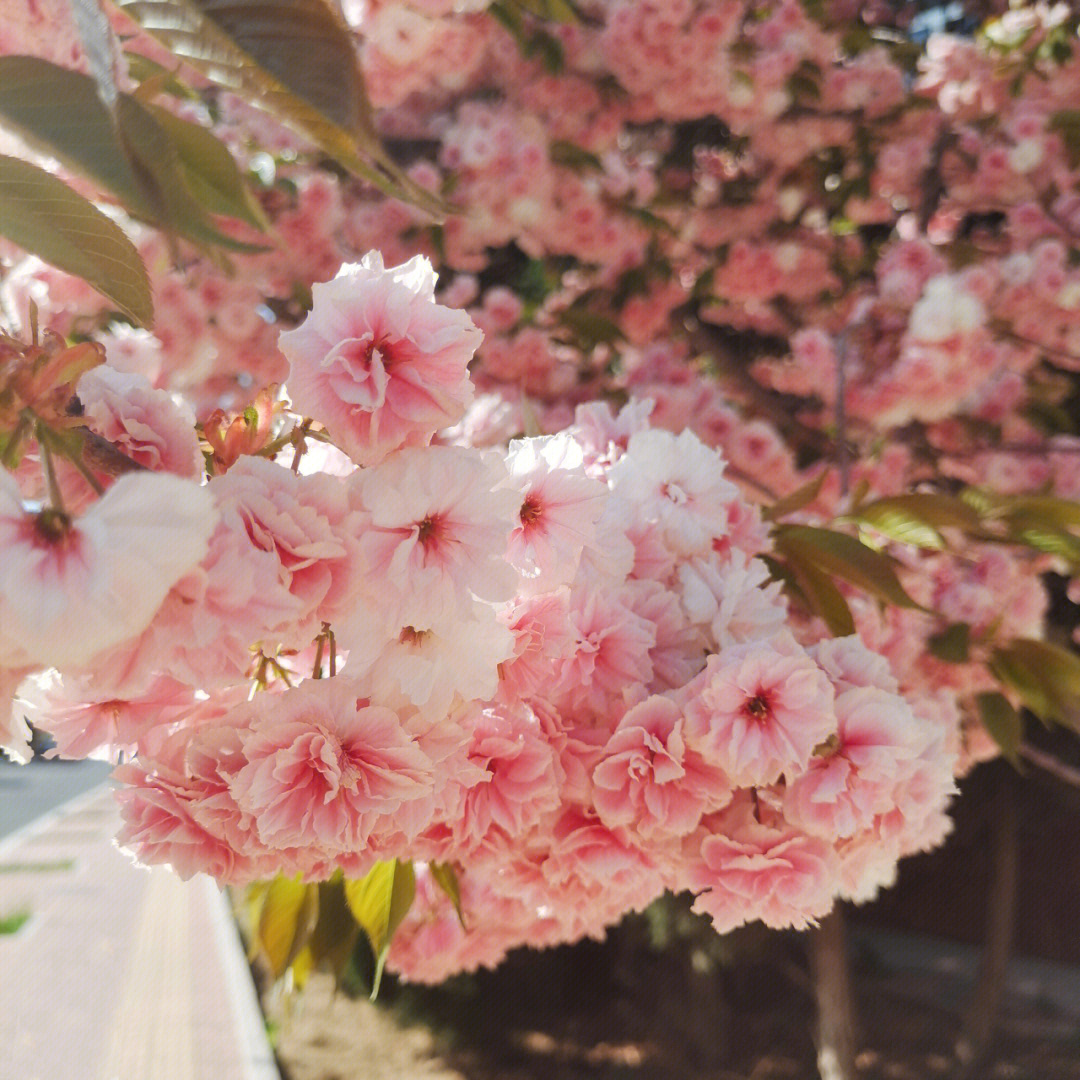 烟台见过的最美的一颗樱花树