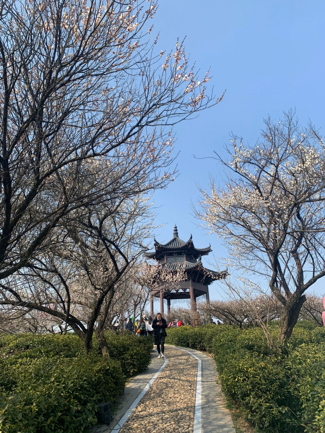 傅家边梅花山地址图片