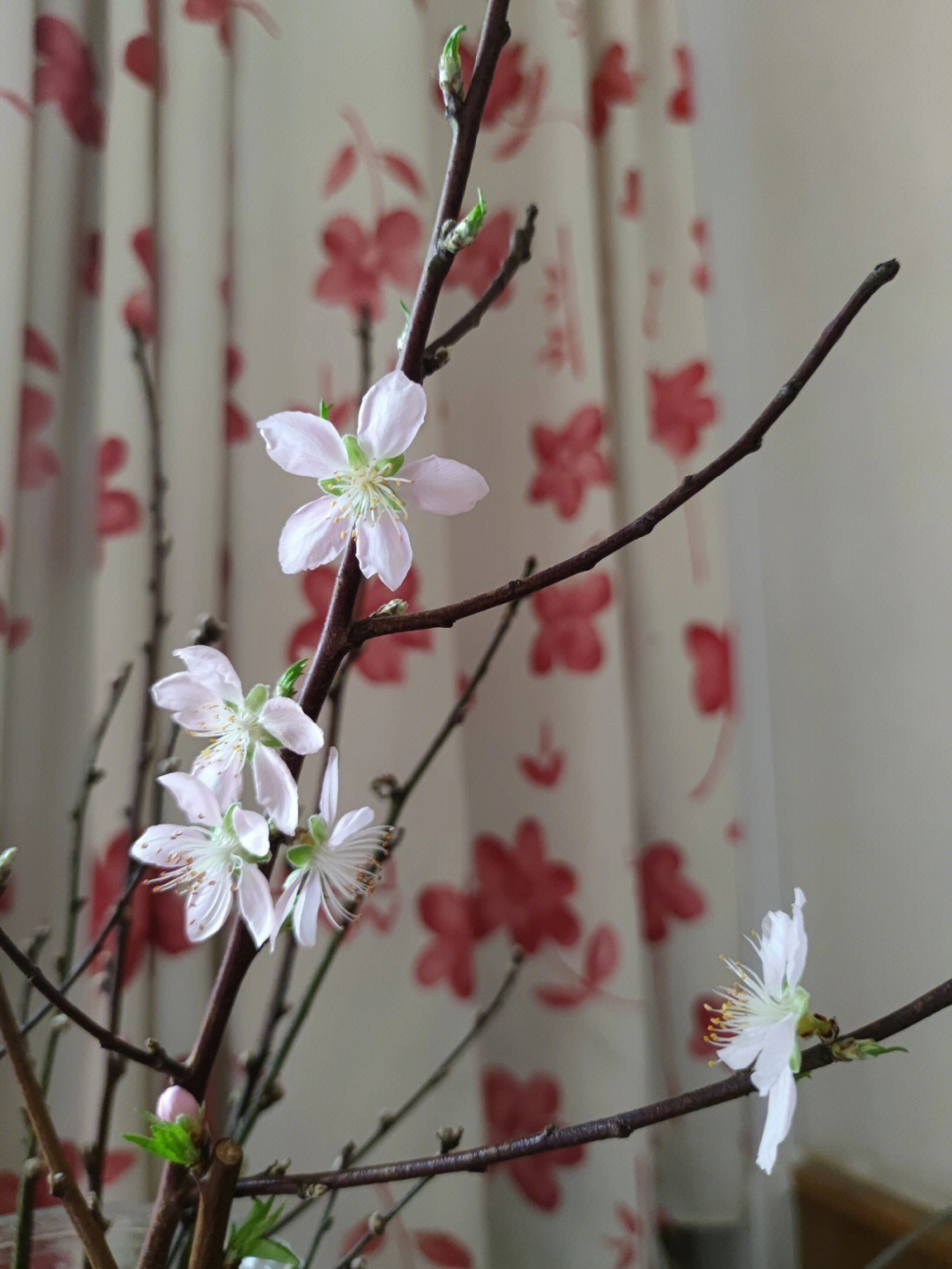 桃花树干枝真实图片图片