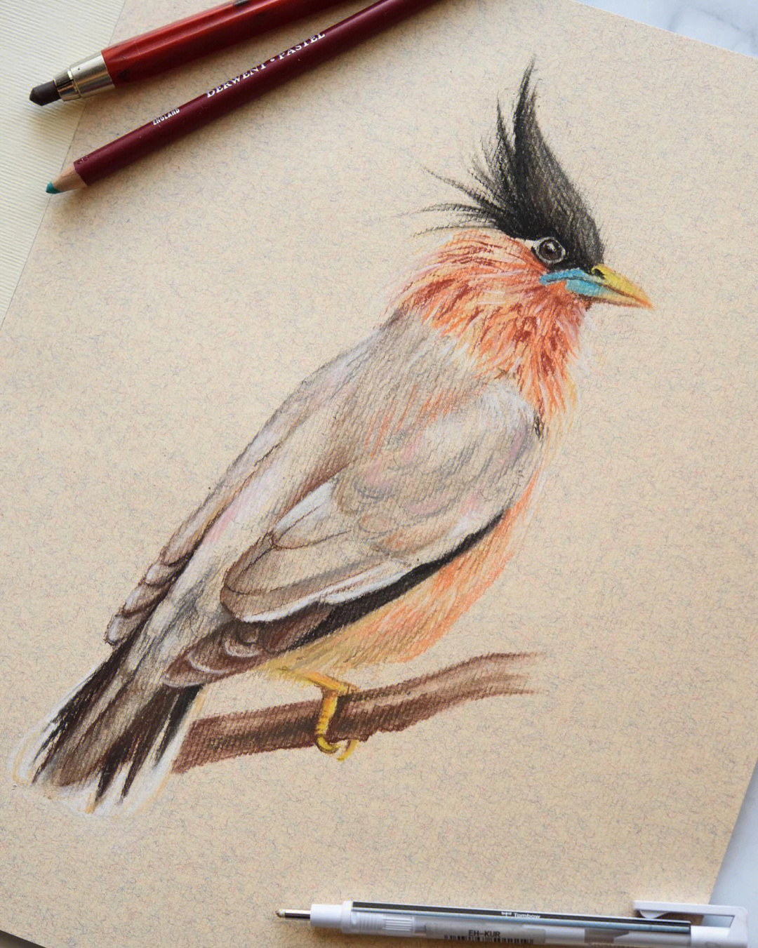 鸟画pastelbirddrawing