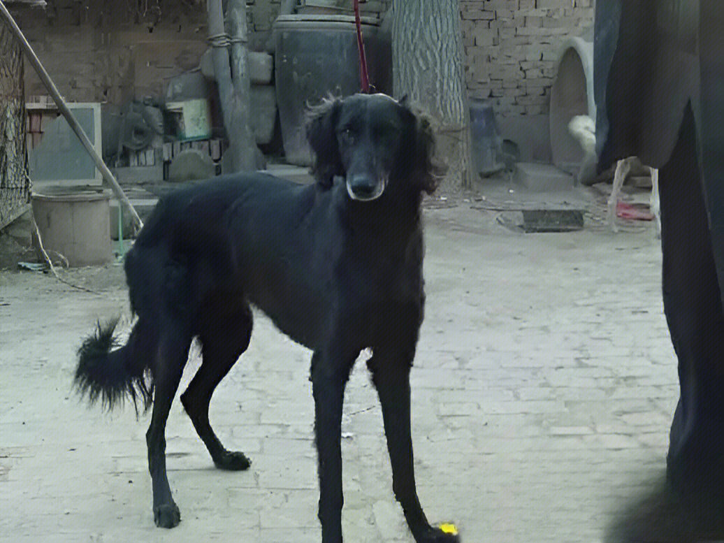 中国细犬幼犬图片