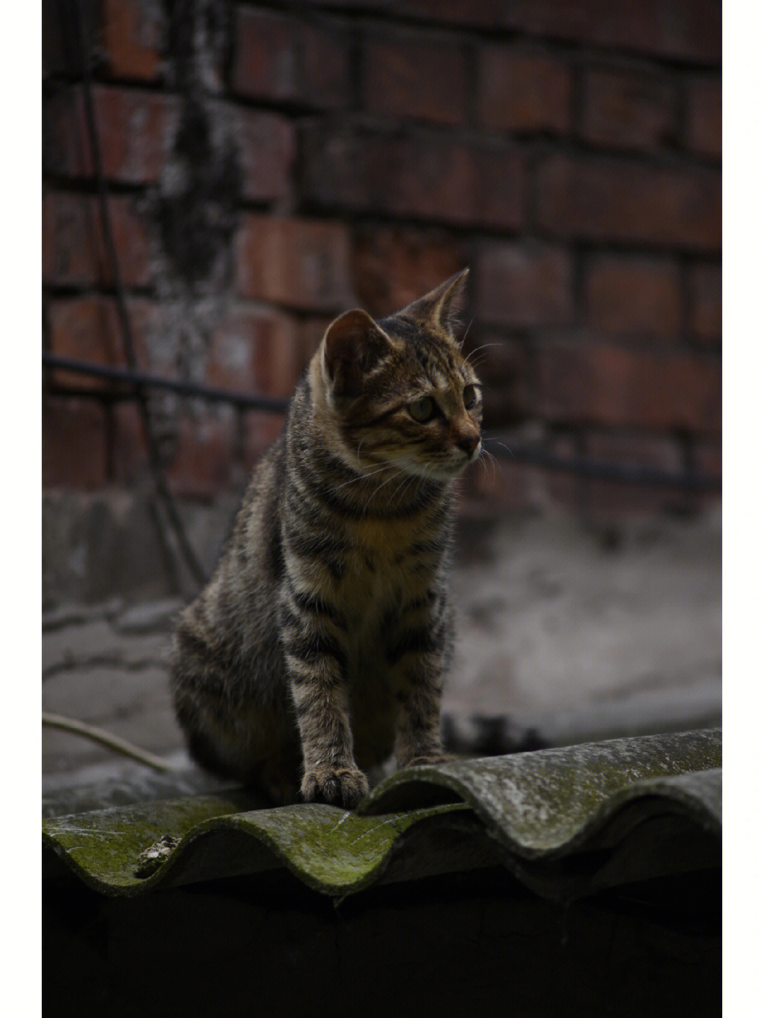 观复博物馆猫阴阳猫_观复博物馆 猫_观复猫是什么