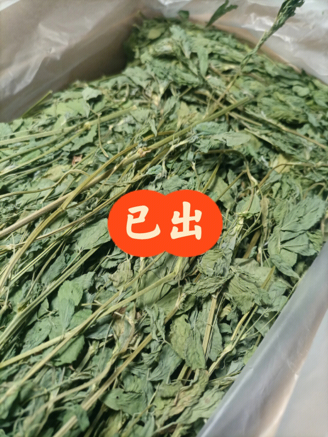 苜蓿草怎么吃图片