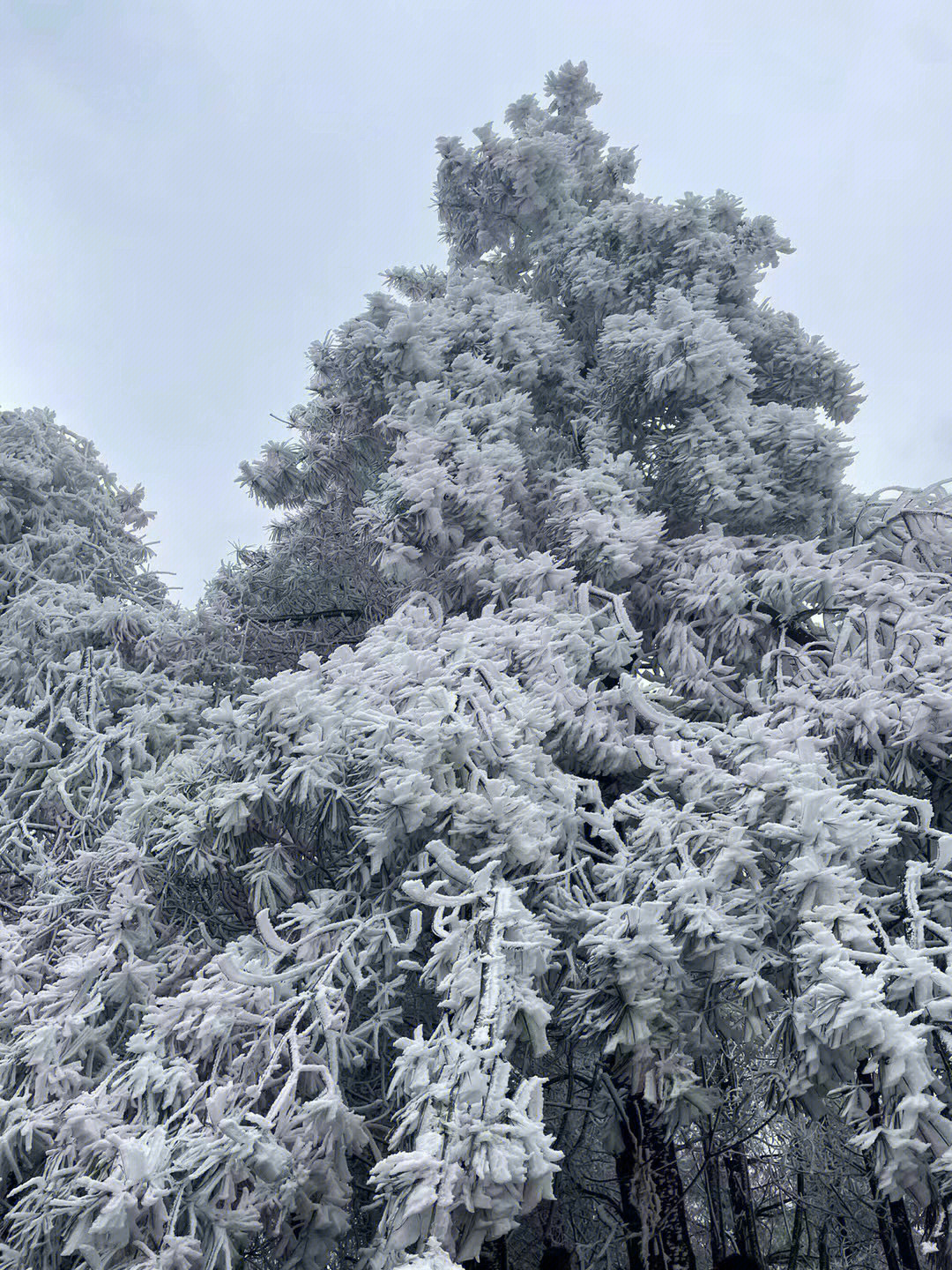 贵阳雪