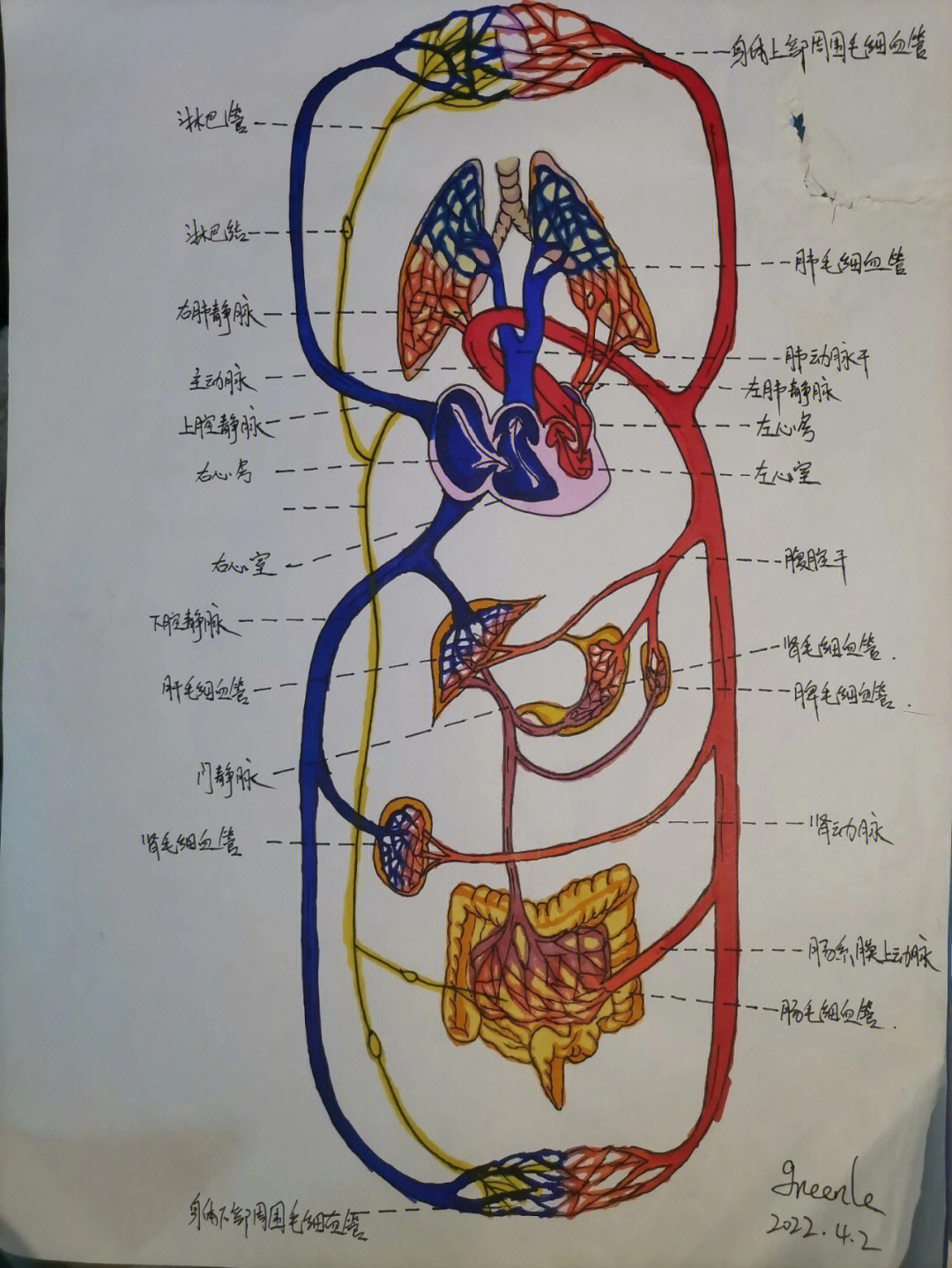 解剖学循环系统手绘图图片