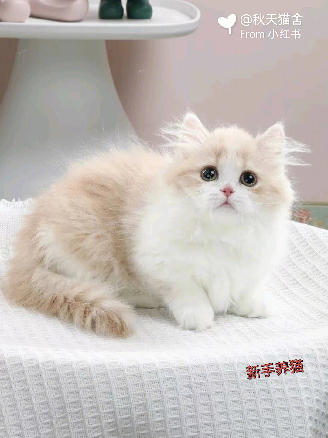 极品曼基康纯乳色矮腿猫广州宠物猫