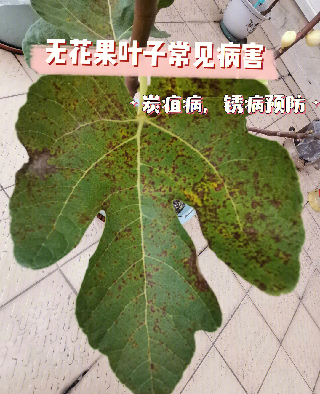 无花果叶的毒性图片