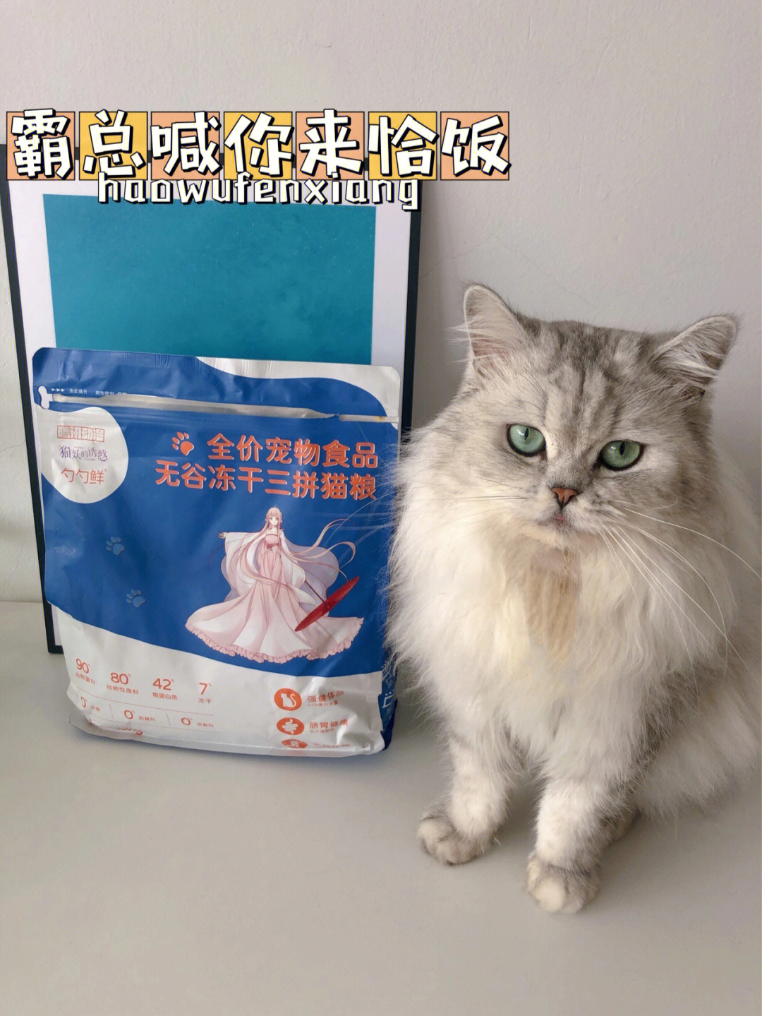 养猫经验分享霸总喊你来恰饭