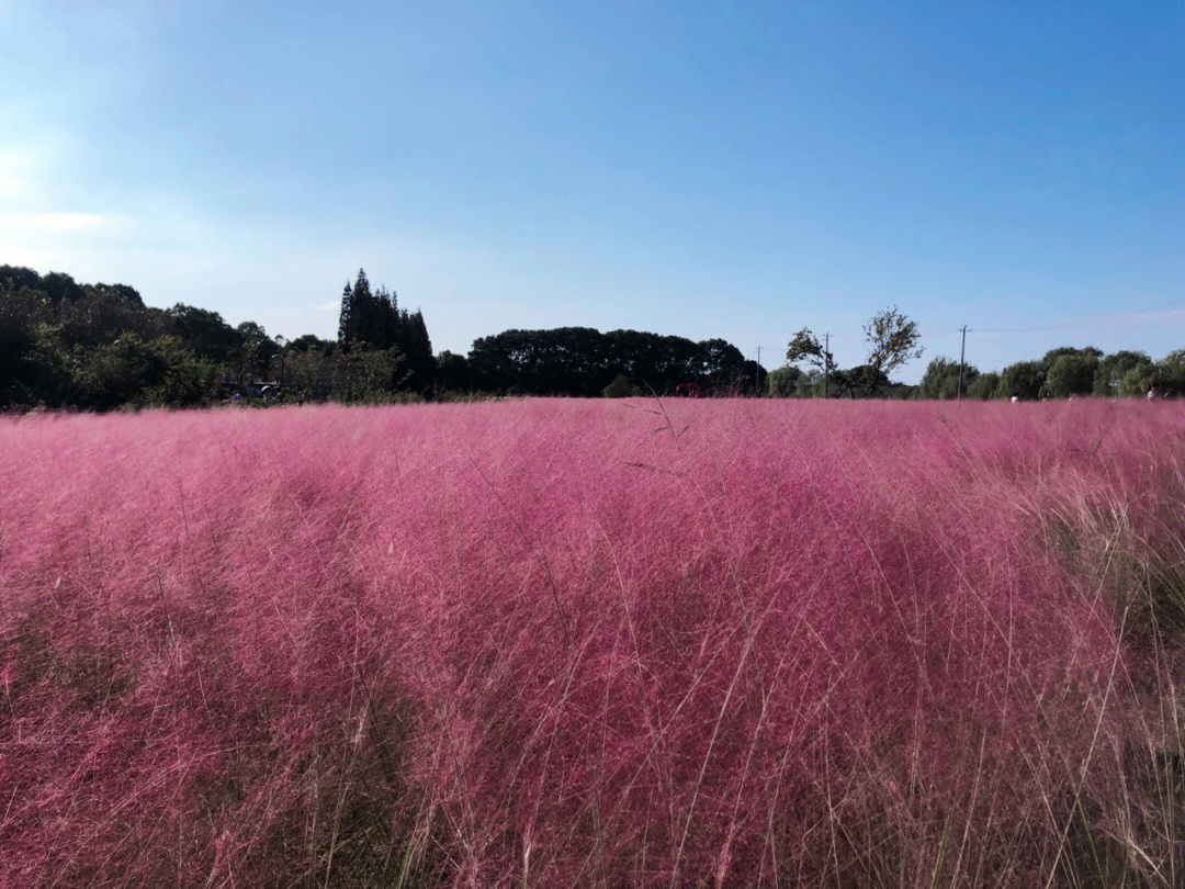 淀山湖花海公园图片