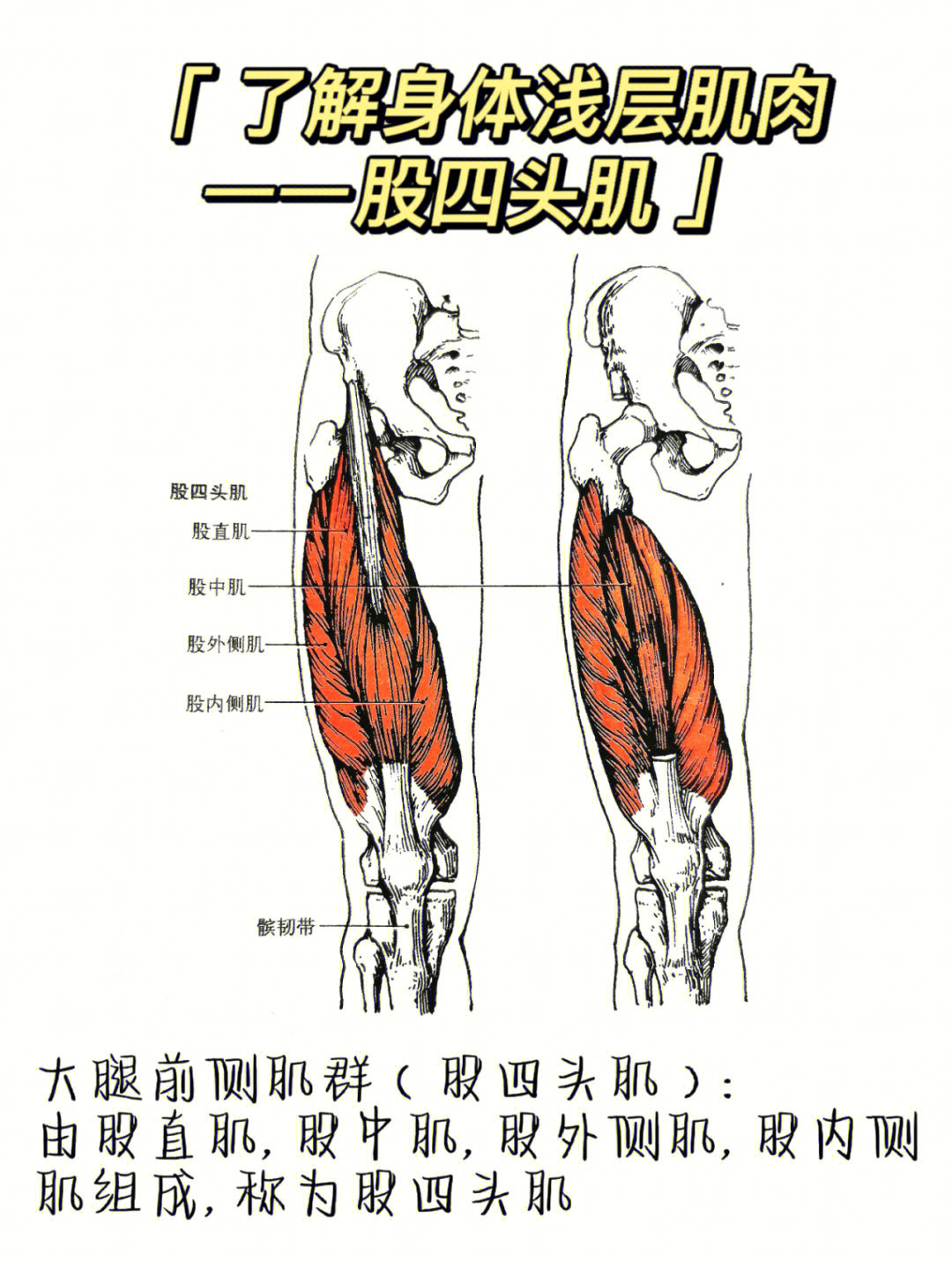 短道速滑大腿肌肉图片