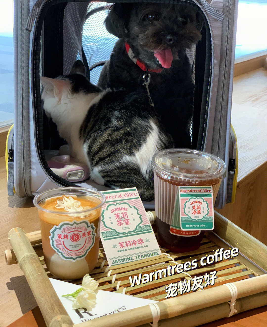 福州咖啡warmtreescoffee宠物友好咖啡店