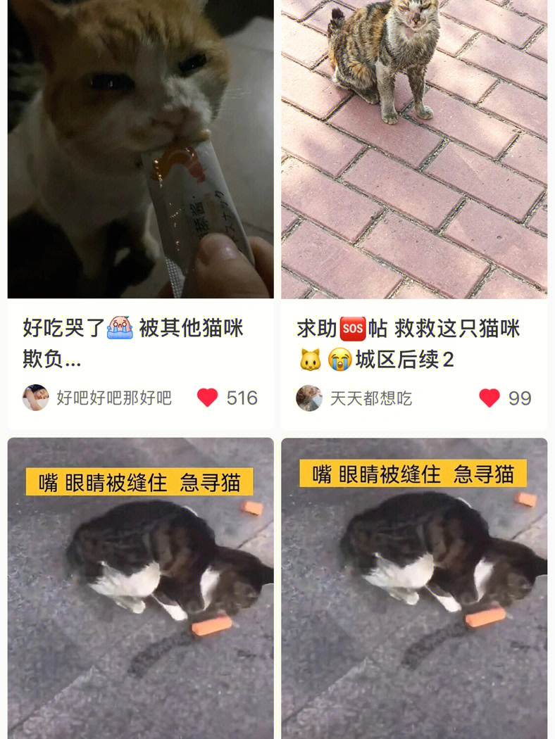 夹夹断后肢的猫断掉尾巴,掉皮,菜市场,毒s的猫猫们还有更多我没看到的