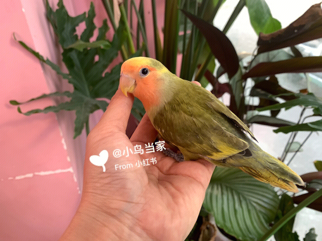 红面花桃鹦鹉图片